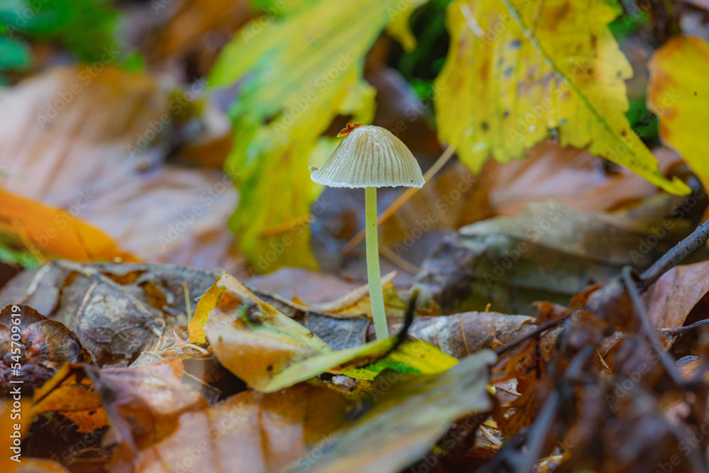 Pilz Pilze