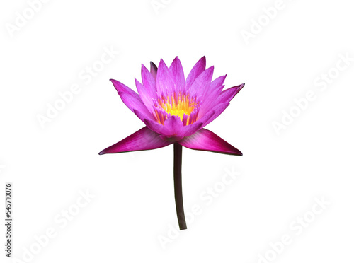 Isolated single pink nymphaeaceae or lotus flower with clipping paths.