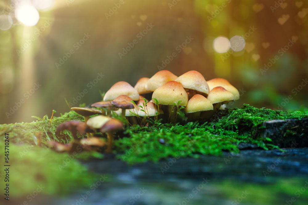 Pilz