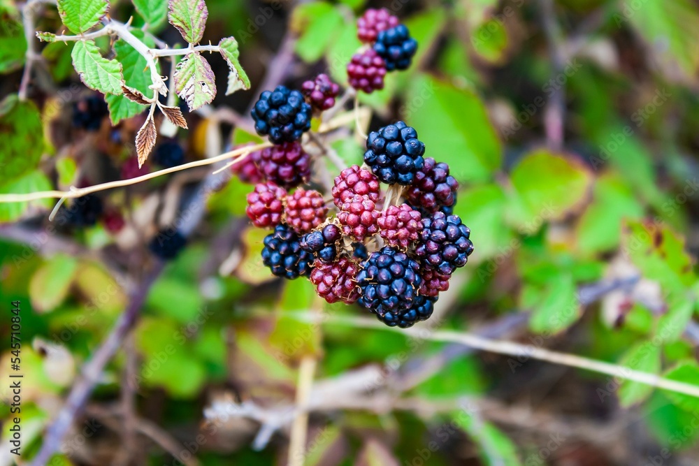 Closeup of blackberries growing on a green shrub in Dalmatia, Croatia Closeup of blackberries growing on a green shrub in Dalmatia, Croatia