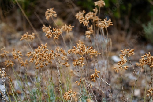 Closeup of dried grass growing in a field