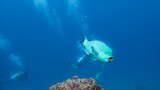 Underwater blue Parrotfish (Scaridae) with scuba divers in the background