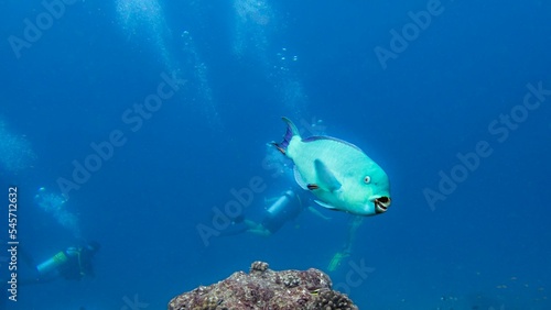 Underwater blue Parrotfish (Scaridae) with scuba divers in the background