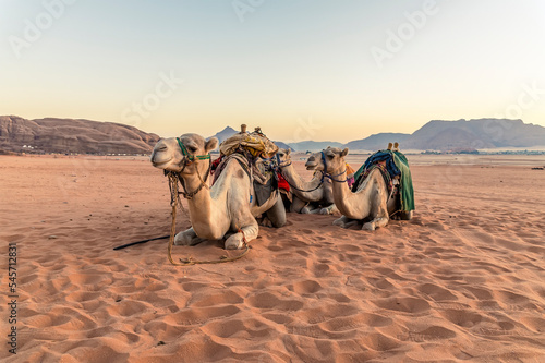 A head on view of camels in the early morning light at sunrise in the desert landscape in Wadi Rum, Jordan in summertime