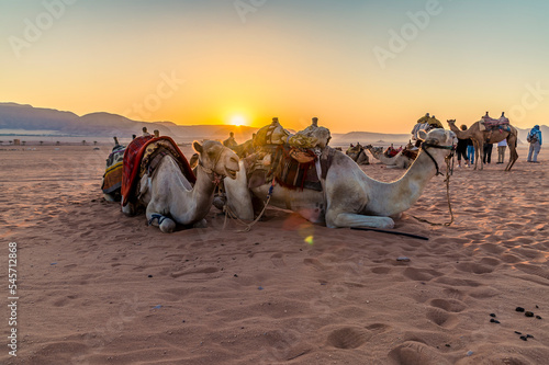 A view of a group of camels and travellers as the sun appears at sunrise in the desert landscape in Wadi Rum, Jordan in summertime