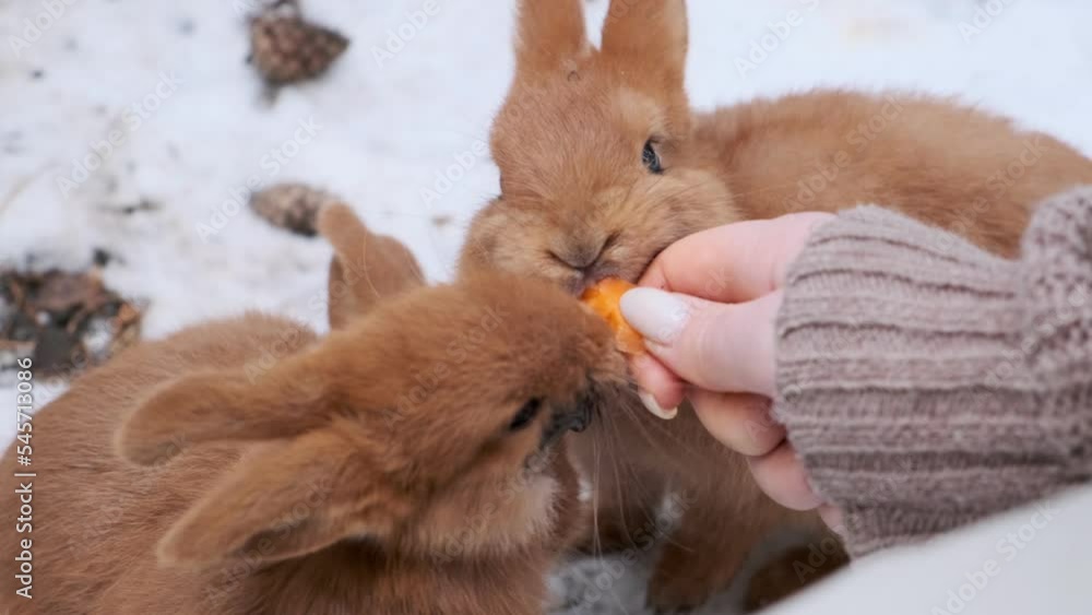 A young girl is feeding a beautiful brown rabbit. Winter. Snow. The girl has beautiful long nails. 4K A young girl is feeding a beautiful brown rabbit. Winter. Snow. The girl has beautiful long nails. 4K