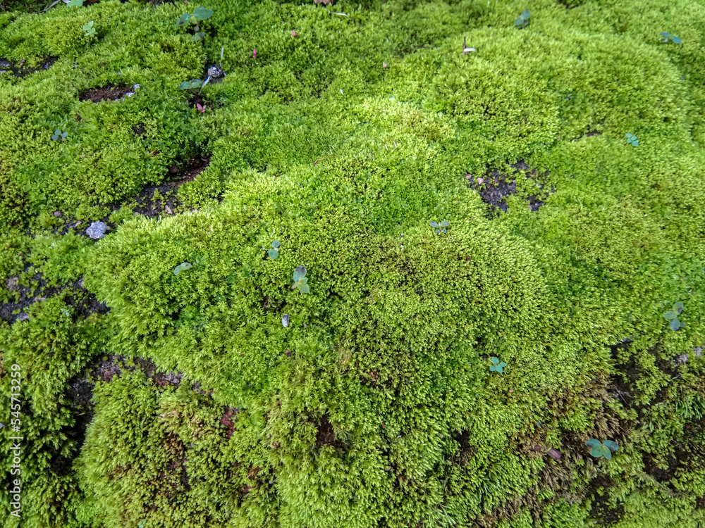 wild moss plants