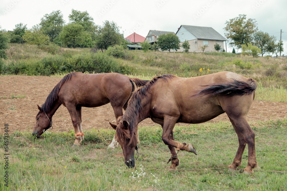 Horses graze near the mountain in the pasture in the early autumn. Honed horses graze in a pasture in the mountains Horses graze near the mountain in the pasture in the early autumn. Honed horses graze in a pasture in the mountains