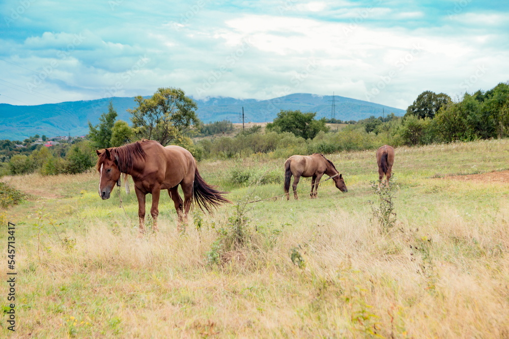 Horses graze near the mountain in the pasture in the early autum Horses graze near the mountain in the pasture in the early autum