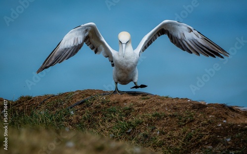 Closeup of the northern gannet, Morus bassanus landing. photo