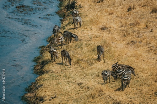 Capture of Zebras close to the river