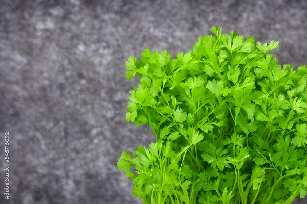 Fototapeta premium a view of green parsley, common healthy vegetable, salad ingredient