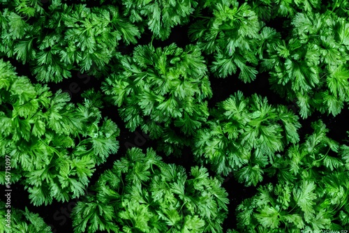 a view of green parsley  common healthy vegetable  salad ingredient