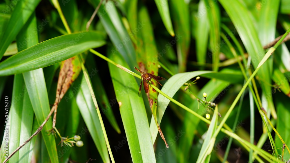 dragonfly on the grass dragonfly on the grass