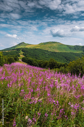 landscape flowers in Bieszczady Mountains in Poland