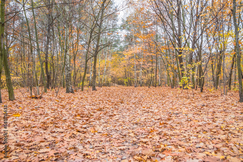 Autumn forest scenery with road of fall leaves & warm light illumining the gold foliage. Footpath in scene autumn forest nature. Cloudy october day in colorful forest, maple autumn trees road fall way Autumn forest scenery with road of fall leaves & warm light illumining the gold foliage. Footpath in scene autumn forest nature. Cloudy october day in colorful forest, maple autumn trees road fall way