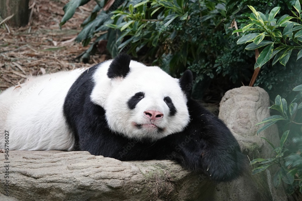 Closeup shot of a Qinling panda laying on a large rock in the forest Closeup shot of a Qinling panda laying on a large rock in the forest