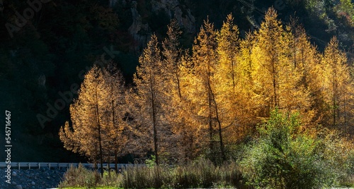 Beautiful shot of yellow autumn trees on the shore of a green lake