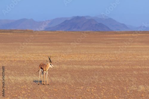 Springbok, medium-size antelope in the southern part of the Namib Desert, Namibia.