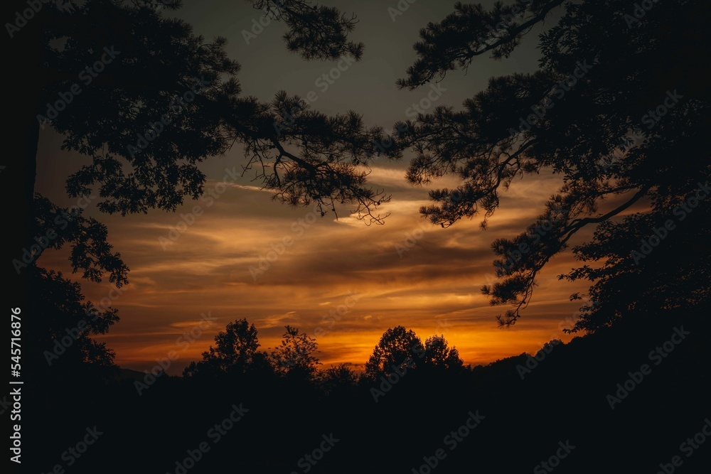 Silhouettes of tree branches against the background of the beautiful cloudy sky at sunset.