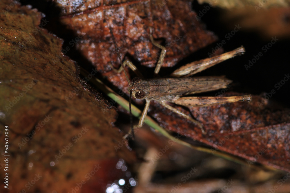 rufous grasshopper insect macro photo rufous grasshopper insect macro photo