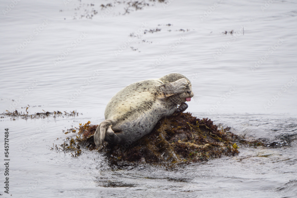 Fototapeta premium Cute Seal hiding its face while the tounge is sticking out