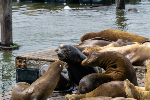 Sea lions having an argument at Pier 39, San Francisco, USA