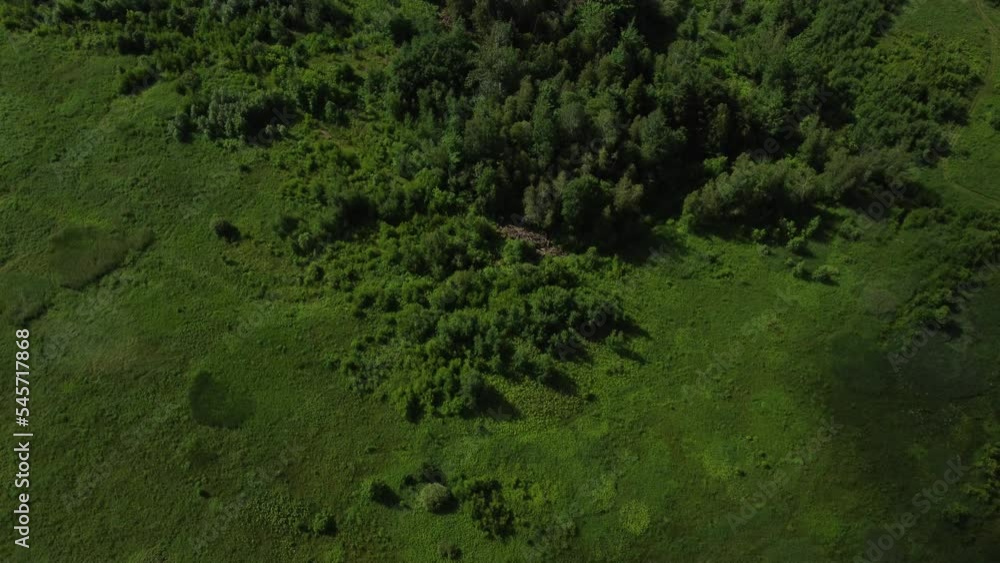 Top view of vegetations on a plain field Top view of vegetations on a plain field