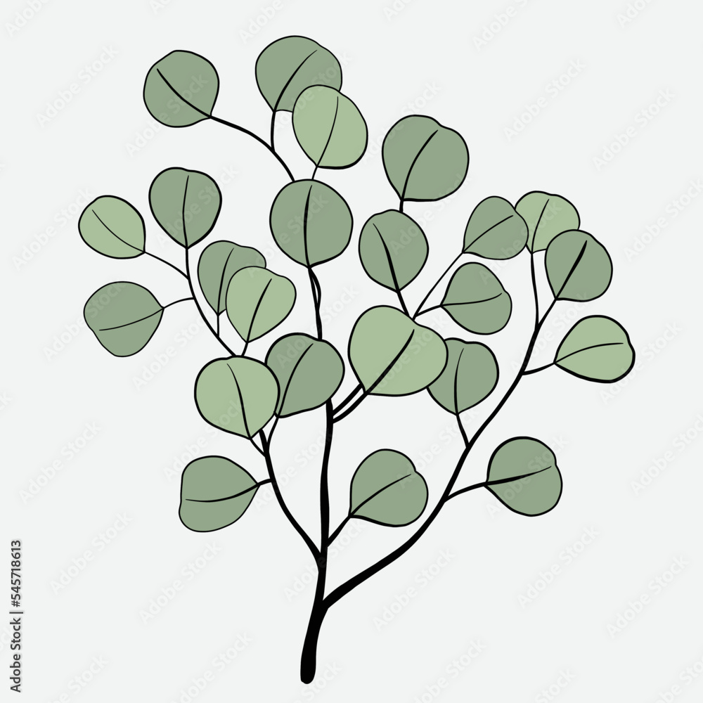 Obraz premium Freehand drawing of Eucalyptus branch.