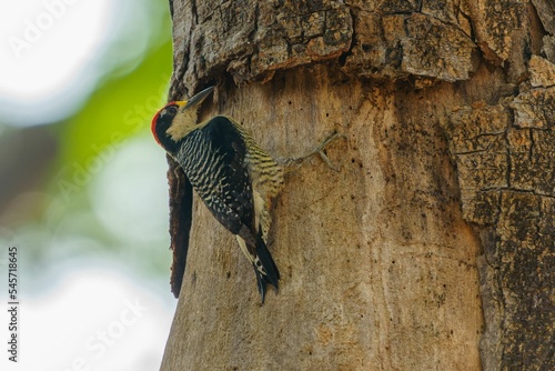 Closeup shot of a Black-cheeked woodpecker bird on a tree