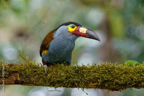 Closeup shot of plate-billed mountain toucan bird on a tree branch photo