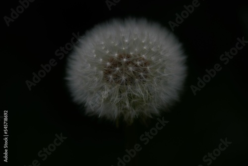 Closeup shot of a common dandelion on the black background