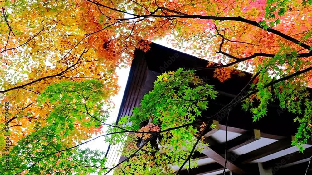 秋,紅葉,京都,日本,風景,,旅行, 建築,自然,木,背景, 秋,紅葉,京都,日本,風景,,旅行, 建築,自然,木,背景,