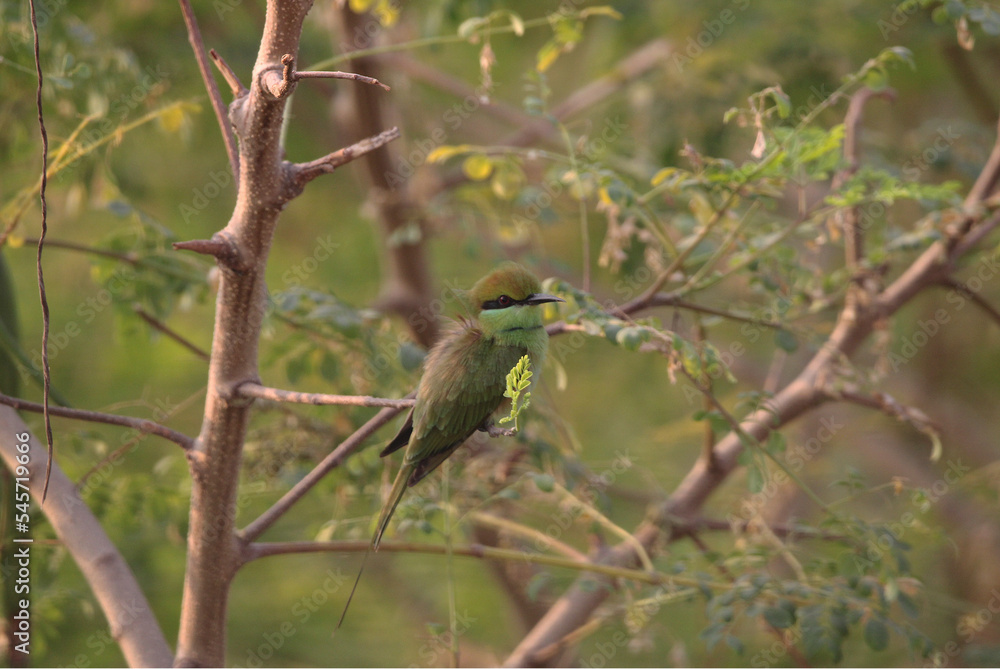 Green bee eater in between branch Green bee eater in between branch