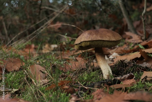Brown Porcini Mushroom in a forest