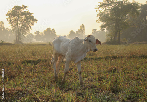 white cow in the field