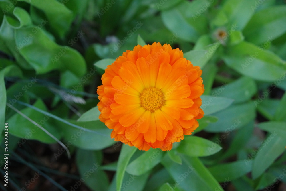 Ringelblume Ringelblume