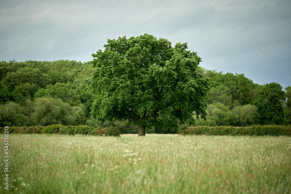 Common oak tree (Quercus robur) in the green field Common oak tree (Quercus robur) in the green field