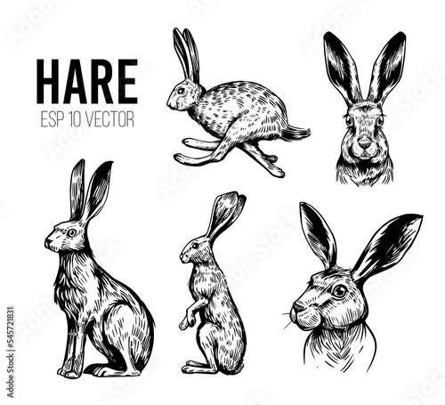 Hare, rabbit, bunny. Hand drawn sketch set. Vector illustration