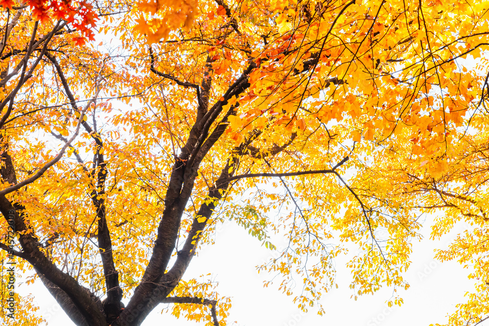 色鮮やかな秋のユリノキ