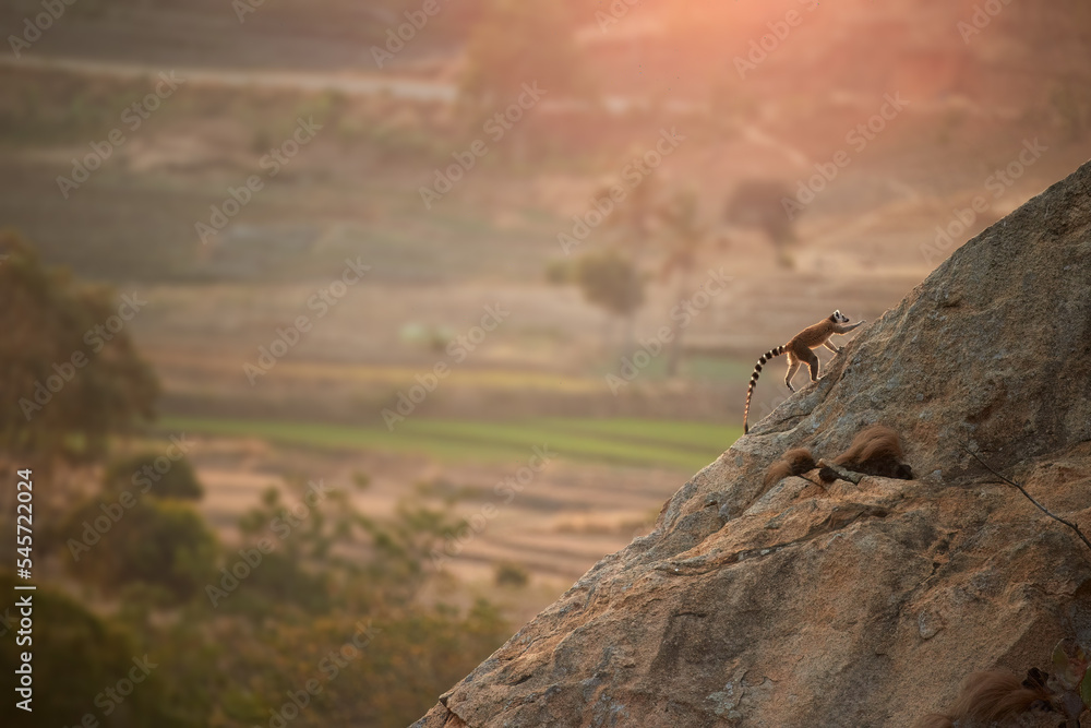 Ring-tailed lemur, Lemur catta, running on the edge of the rock against blurred landscape. Lemur conservancy project in Anja Community Reserve, Madagascar.
Ring-tailed lemur, Lemur catta, running on the edge of the rock against blurred landscape. Lemur conservancy project in Anja Community Reserve, Madagascar.
