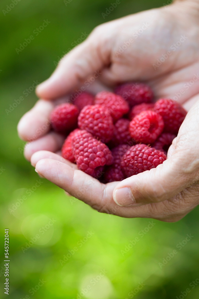 Raspberry collect in the soft fruit garden. Big ripe berries on the bush. Raspberry collect in the soft fruit garden. Big ripe berries on the bush.