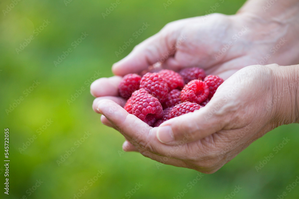 Raspberry collect  in the soft fruit garden. Big ripe berries on the bush.