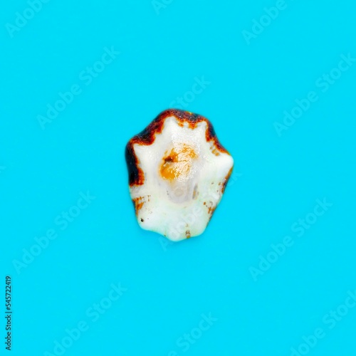 Flat Lay isolated image of a coastal seashell on a blue backgrou
