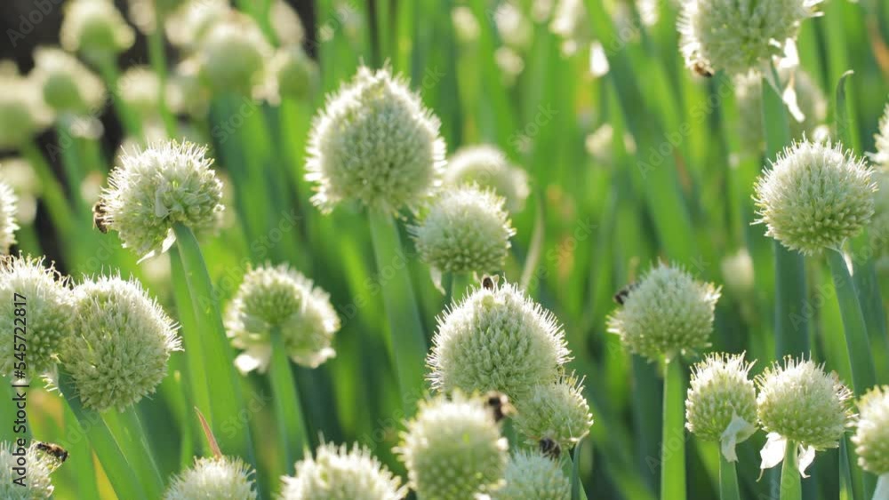 Bees and bumblebees collecting honey