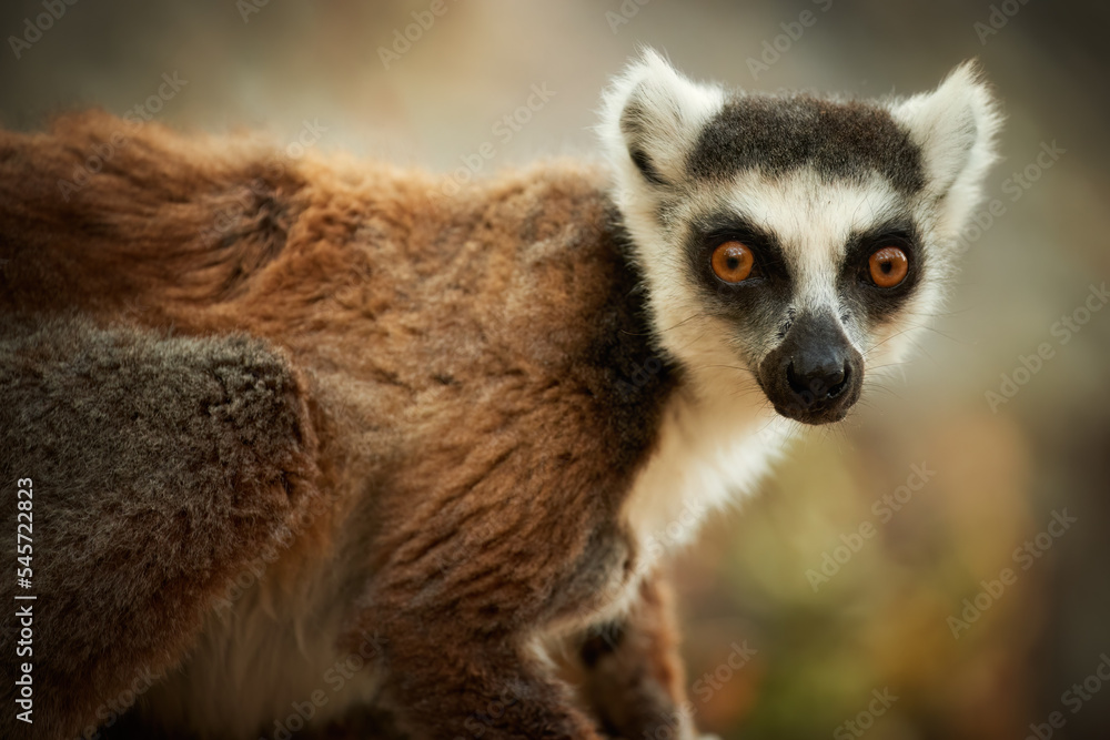 Ring-tailed lemur, Lemur catta, close up portrait, eye contact, blurred background. Wild animal, traveling Madagascar. Ring-tailed lemur, Lemur catta, close up portrait, eye contact, blurred background. Wild animal, traveling Madagascar.
