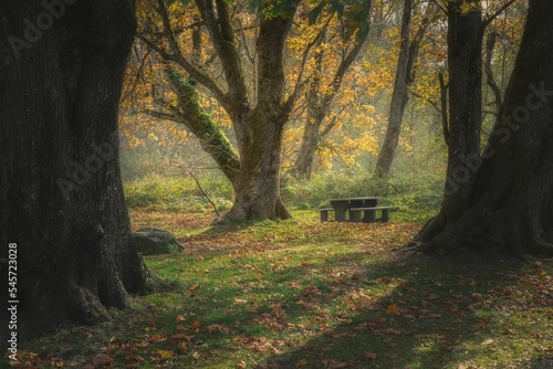 Fotografija Wooden picnic table and benches in the autumn forest