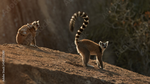 Ring-tailed lemur, Lemur catta, lemurs family on rock, backlit by morning sun. Male with erected S-shaped tail, female with baby.  Lemur conservancy project in Anja Community Reserve, Madagascar. photo