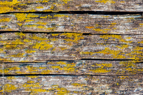 Wallpaper Mural Abstract background. Old wooden board with cracks covered with moss. Dilapidated wood. Smooth textured surface Torontodigital.ca