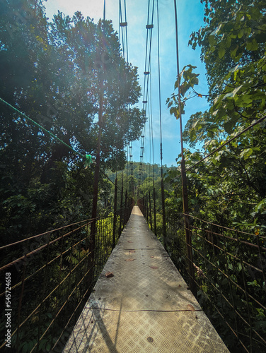 bridge in the forest